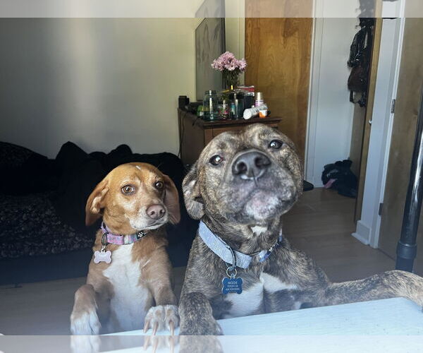 Medium Photo #3 American Pit Bull Terrier-Unknown Mix Puppy For Sale in COLUMBIA, MD, USA
