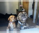 Small #2 American Pit Bull Terrier Mix