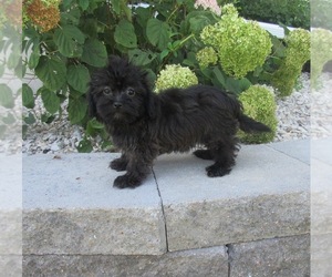 ShihPoo Puppy for sale in LE MARS, IA, USA