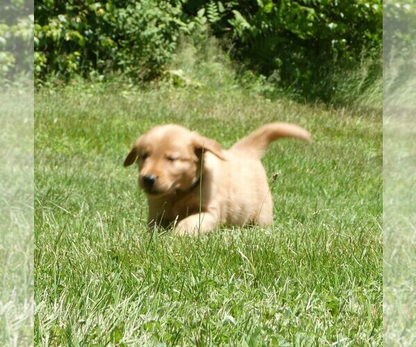 Medium Photo #1 Golden Retriever Puppy For Sale in WOLCOTT, VT, USA