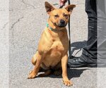 Small #2 American Staffordshire Terrier-Red Heeler Mix