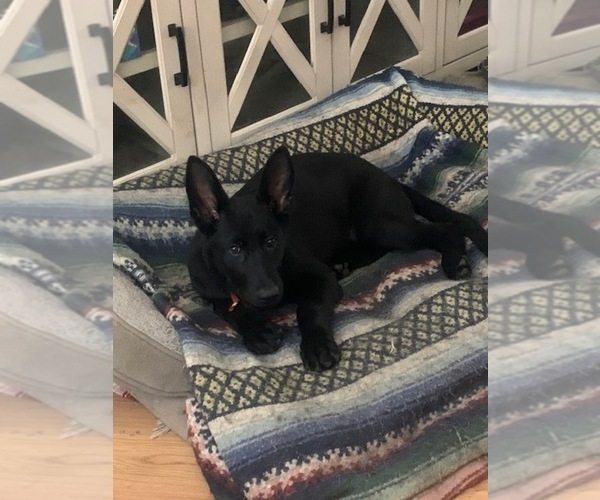 Medium Photo #6 German Shepherd Dog Puppy For Sale in BOKOSHE, OK, USA