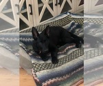 Small #5 German Shepherd Dog