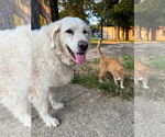 Small #11 Great Pyrenees