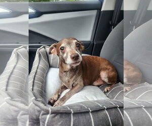 Chihuahua-Unknown Mix Dogs for adoption in Texarkana, TX, USA