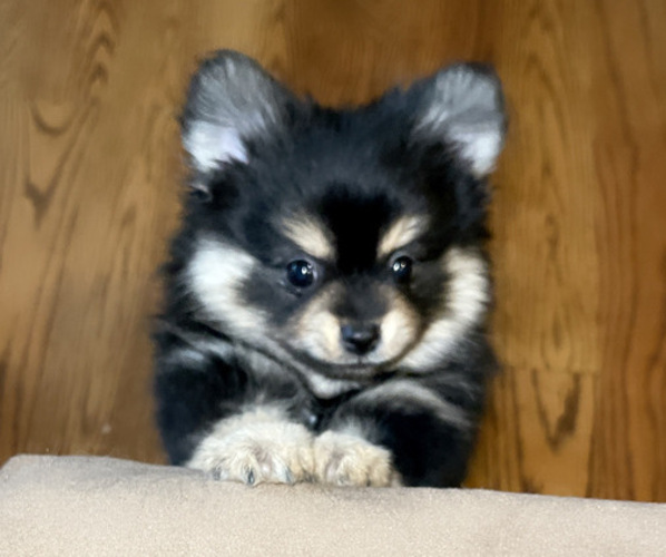 Medium Photo #1 Pomeranian Puppy For Sale in COLUMBIA, MO, USA