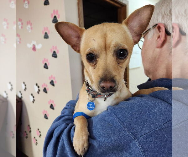 Medium Photo #2 Chihuahua Puppy For Sale in Fargo, ND, USA