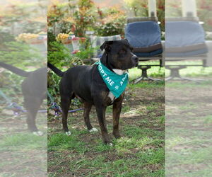 Bowser - Male Rottweiler-Unknown Mix Dog for Adoption - Photo #4