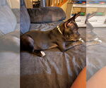 Small #2 Mutt