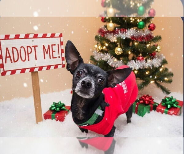 Medium Photo #1 Chihuahua Puppy For Sale in Caldwell, NJ, USA