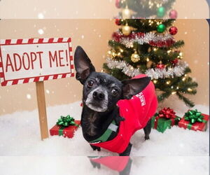 Chihuahua Dogs for adoption in Caldwell, NJ, USA