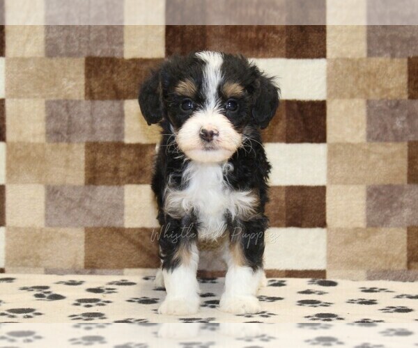 Medium Photo #3 Bernedoodle (Miniature)-Cavapoo (Miniature) Mix Puppy For Sale in DENVER, PA, USA