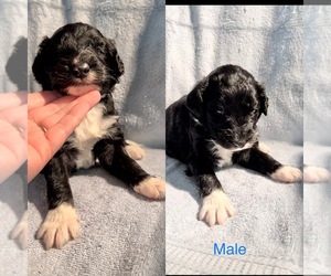 Aussiedoodle Puppy for sale in DOUGLASVILLE, GA, USA