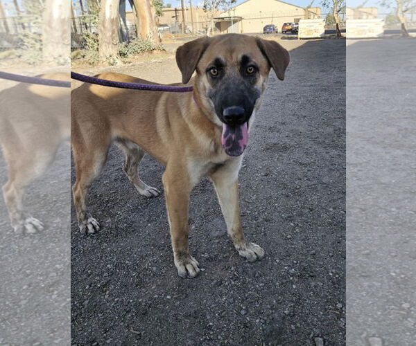 Medium Photo #1 Mutt Puppy For Sale in El Centro, CA, USA