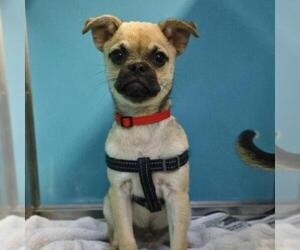 Pug-Unknown Mix Dogs for adoption in San Antonio, TX, USA