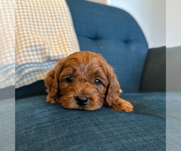 Medium Photo #10 Goldendoodle (Miniature) Puppy For Sale in HALTOM CITY, TX, USA