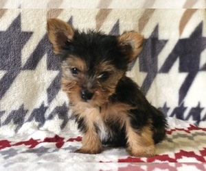 Australian Yorkshire Terrier Puppy for sale in CLAY, PA, USA