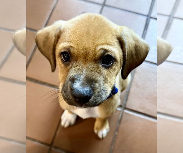 Medium Photo #1 Labrador Retriever-Unknown Mix Puppy For Sale in Jefferson, NJ, USA