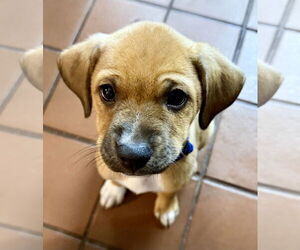 Labrador Retriever-Unknown Mix Dogs for adoption in Jefferson, NJ, USA