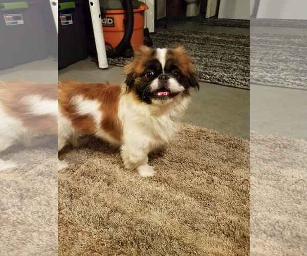 Medium Photo #4 Pekingese Puppy For Sale in FAIRLAWN, OH, USA