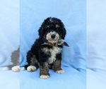 Small Photo #2 Bernedoodle (Miniature) Puppy For Sale in OXFORD, PA, USA