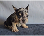 Small #4 French Bulldog