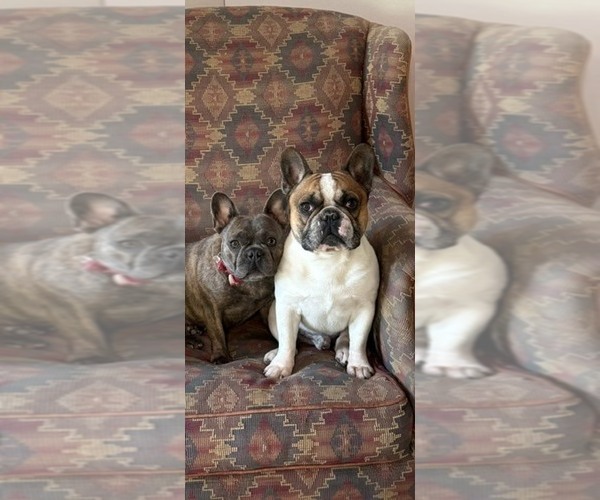 Medium Photo #1 French Bulldog Puppy For Sale in OVERTON, TX, USA