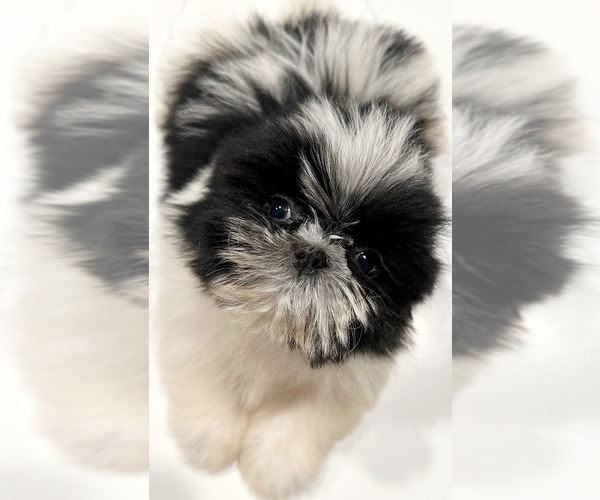 Medium Photo #8 Shih Tzu Puppy For Sale in ASHBURNHAM, MA, USA