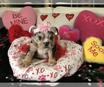 Small Photo #9 English Bulldog Puppy For Sale in LEHIGH ACRES, FL, USA