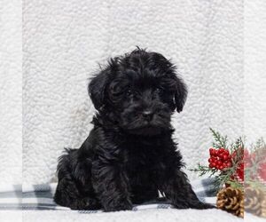 Miniature Schnauzzie Puppy for sale in HONEY BROOK, PA, USA