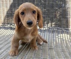Dachshund Puppy for sale in MADERA, CA, USA