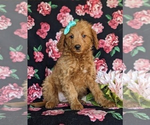 Goldendoodle (Miniature) Puppy for sale in KIRKWOOD, PA, USA