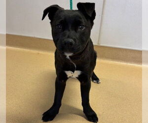 Labrador Retriever-Unknown Mix Dogs for adoption in Placerville, CA, USA