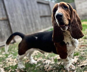 Basset Hound Dogs for adoption in Deepwater, NJ, USA