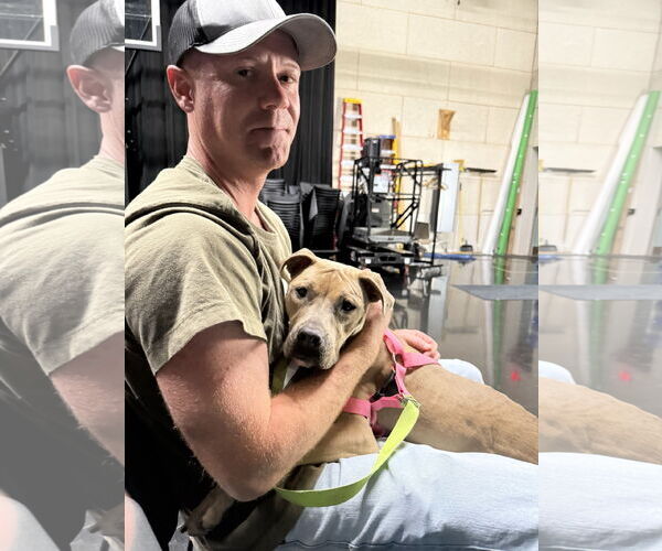 Medium Photo #13 American Bulldog-Unknown Mix Puppy For Sale in Princeton, MN, USA