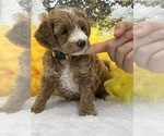 Small Photo #3 Goldendoodle (Miniature) Puppy For Sale in BULLARD, TX, USA