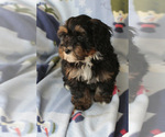 Small Photo #11 Bernedoodle (Miniature) Puppy For Sale in MILWAUKEE, WI, USA