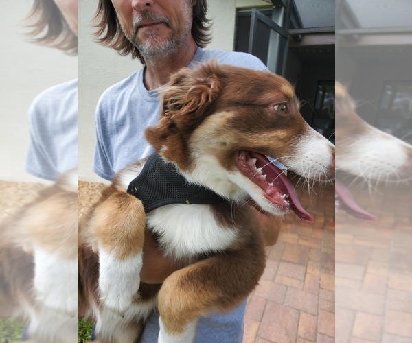 Medium Photo #3 Australian Shepherd Puppy For Sale in SPRING HILL, FL, USA