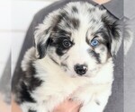 Small Photo #6 Australian Shepherd Puppy For Sale in HOHENWALD, TN, USA