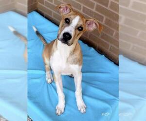 Mutt Dogs for adoption in Fort Wayne, IN, USA