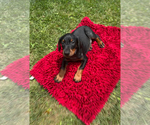 Puppy Puppy 5 Doberman Pinscher