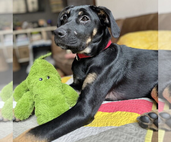 Medium Photo #8 Labrenees Puppy For Sale in Oak Bluffs, MA, USA