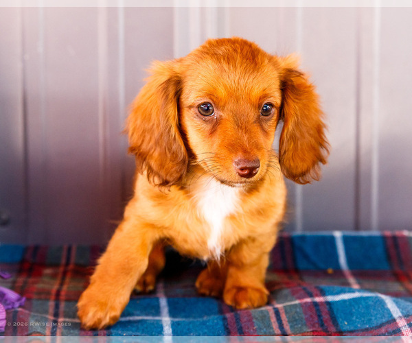 Medium Photo #23 Dachshund Puppy For Sale in WAKARUSA, IN, USA