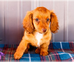 Small #4 Dachshund