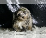 Small Photo #122 YorkiePoo Puppy For Sale in WARSAW, IN, USA