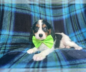 Cavalier King Charles Spaniel Puppy for sale in LAKELAND, FL, USA