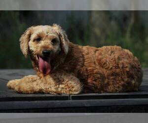 Mother of the Goldendoodle-Poodle (Miniature) Mix puppies born on 10/05/2021