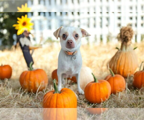 Medium Photo #1 Chihuahua-Unknown Mix Puppy For Sale in Bellingham, WA, USA
