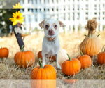 Lorenzo - Female Chihuahua-Unknown Mix Dog for Adoption - Small photo