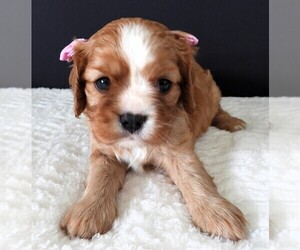 Cavalier King Charles Spaniel Puppy for sale in CARLISLE, KY, USA